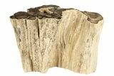 Polished Petrified Wood Log Section - McDermitt, Oregon #199030-1